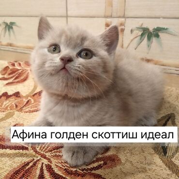мейн кун бишкек 😺 питомник lyubushka 🐈 купить котенка 🐾 цена фото: Британец! Чистопородные Британские котята! Осталась 2 мальчика в