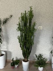 ароматизаторы для дома бишкек: Красивое комнатное растение в горшке 🌿 Здоровое, ухоженное, быстро lalafo.kg да ароматизаторы для дома бишкек: Красивое комнатное растение в горшке 🌿 Здоровое, ухоженное, быстро