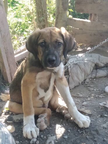 qafqaz coban itleri: Cinsi qafqaz avcarkasi 
3ayliq erkeydi