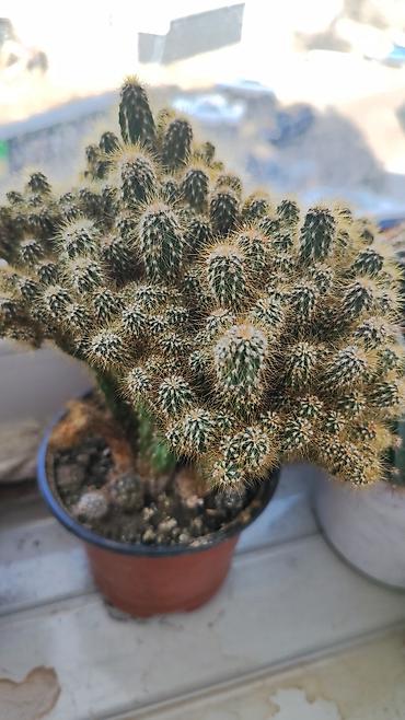 Другие комнатные растения: Распродажа!!!Комнатные растения за всё 2000 сом — 7