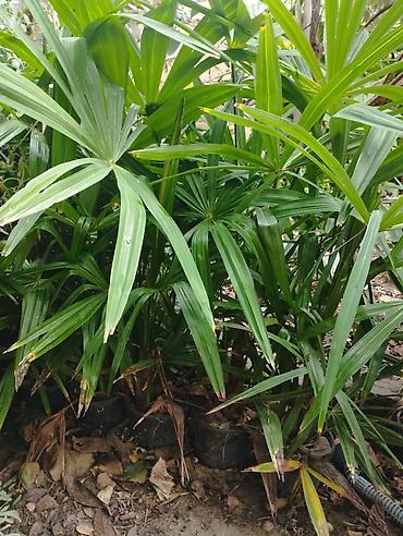 Otaq bitkiləri: Rapis palma (Lady Palm) fidanları WhatsApp 0557745363 - Növ: Rhapis — 1