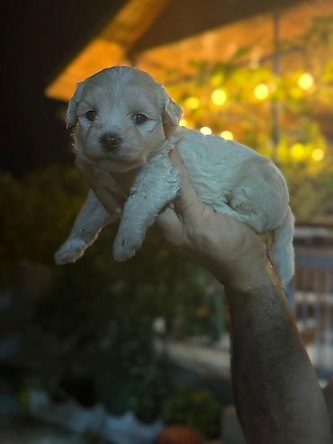 qaz balasi nece gune cixir: Maltipoo balaları 45 günlük sağlam gözəl balalardı real alcı yazsın — 3