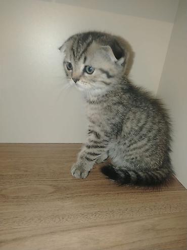 Pişiklər: Şotland — 8