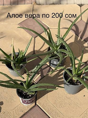комнатные светы: Продаю домашние растения в горшках - Пилея (Pilea peperomioides) — 8