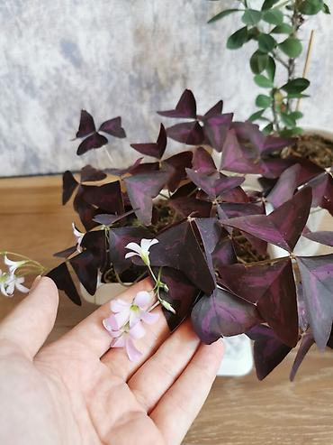 maral buynuzu bitkisi: Nəzər bitkisi + kəpənək bitkisi + tradescantia. Hər otağa uyğundur — 2
