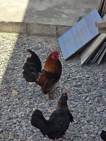 yaponka toyuqlari: Xoruz, Yapon, il: 1, Ödənişli çatdırılma — 4