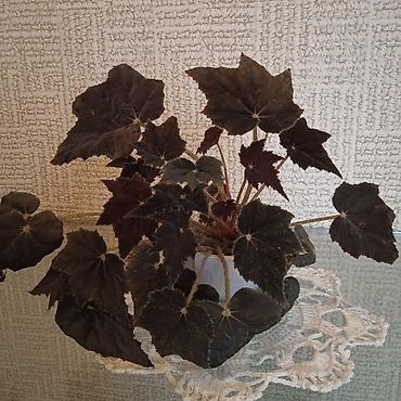 Otaq bitkiləri: Сциндапсус N-Joy — 11