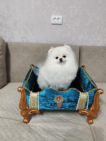 Продажа собак: Шпиц, 1 месяц, Самец, С родословной — 10