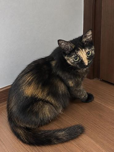 котяты: Девочка — 1