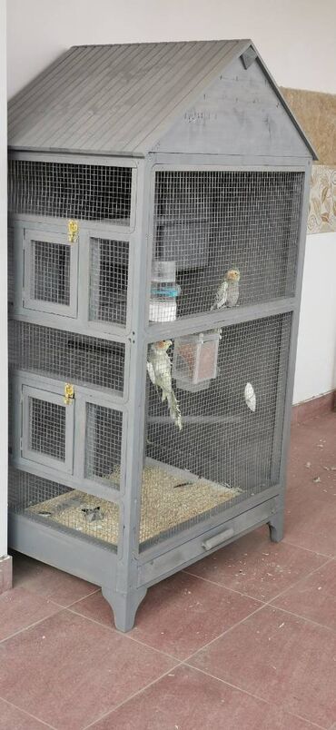 Quş: 9 ədəd korella bir ailədən çoxalıb. Hazırda 4 cüt dur yumurtlayır — 3