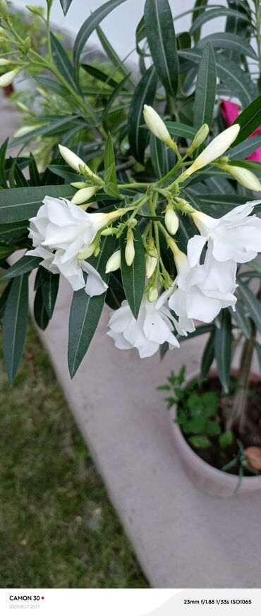 Садовые цветы и кустарники: Саженцы цветка — 20