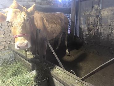 Коровы, быки: Продаю | Корова (самка) | Для разведения | Привязанные — 4