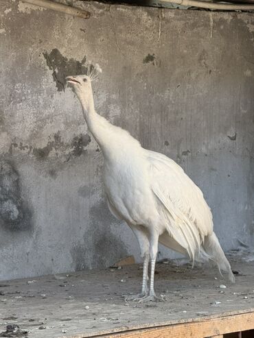 Tovuz quşları: SATILIR‼️ Gəncə ş. Göy rəngli tovuz quşları mövcuddur. Bu quşlar öz — 6