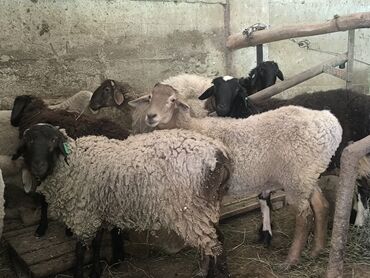 Бараны, овцы: Продаю | Овца (самка), Ягненок, Баран (самец) | Гиссарская, Полукровка, Меринос | На забой, Для разведения | Племенные, Кастрированные, Осеменитель — 9