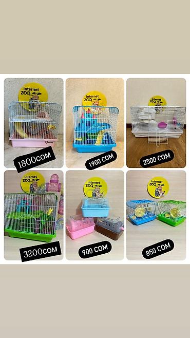 Хомяки: Продаются хомячки джунгарские, сирийские, ангорские пушистые хомячки — 22