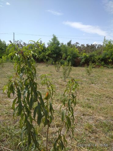 Torpaq sahələrinin satışı: 13 sot, Kənd təsərrüfatı, Barter mümkündür, Kupça (Çıxarış) — 9