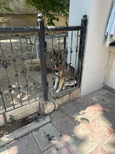 it telimi: 3 il, Erkek