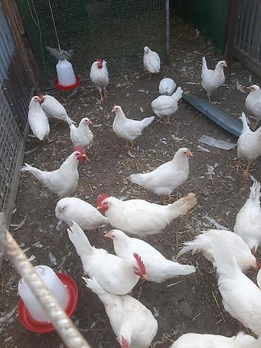 гнёзда для кур: Продаю | Куры | Леггорн | Несушки — 1