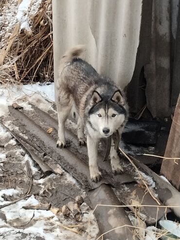 бордер коли собака: Хаски, 2 года, Самка, С прививкой