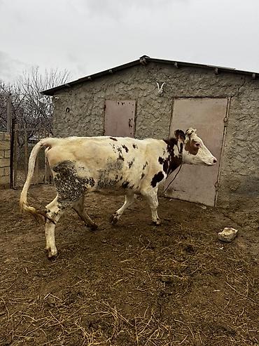 Inəklər, öküzlər: Simmenatlla ivanofka mələzi düyə satılır. Buzovluğundan məndədir.Öz — 12