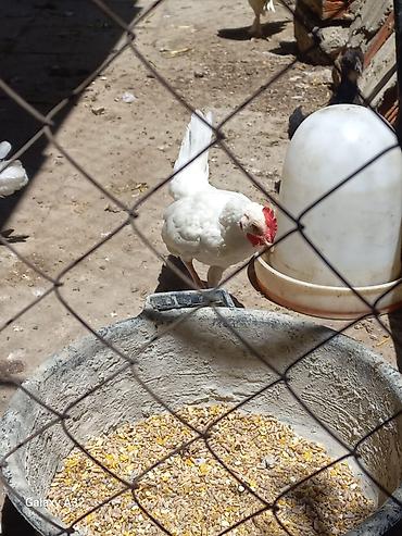 ağ quyruqlar: Yapon cücələri 3 aylıq, ağ rəngli, tam sağlam 1- xoruz 3- fərə — 2