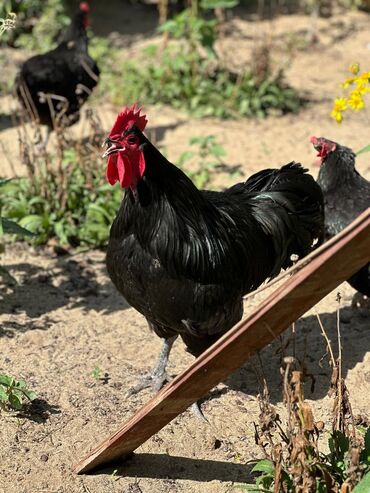 Xoruzlar: Xoruz, il: 1, Pulsuz çatdırılma — 11