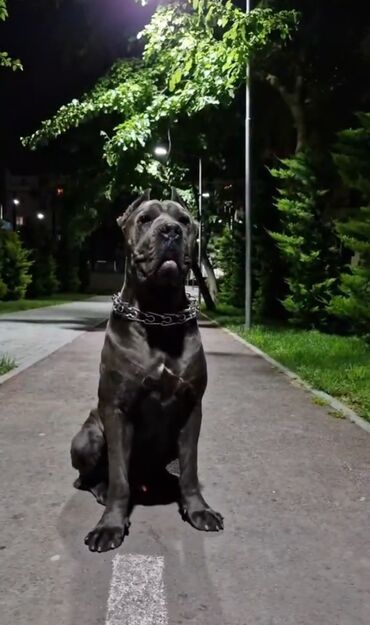 balaca sirin itler: Kane-Korso, 1 ay, Erkek, Peyvəndli, Ünvandan götürmə