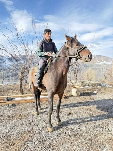 Лошади, кони: Продаю | Конь (самец) | Рабочий — 1