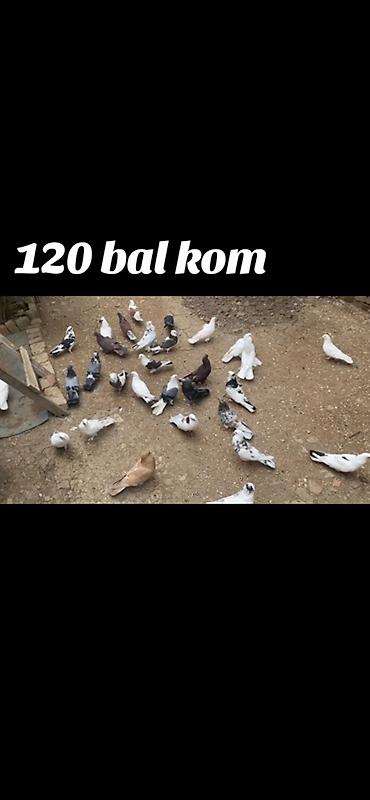 alman coban iti balaları: Göyərçin dəsti – 120 bal kom 32 quşdu - Şəkildə müxtəlif rəng və — 1