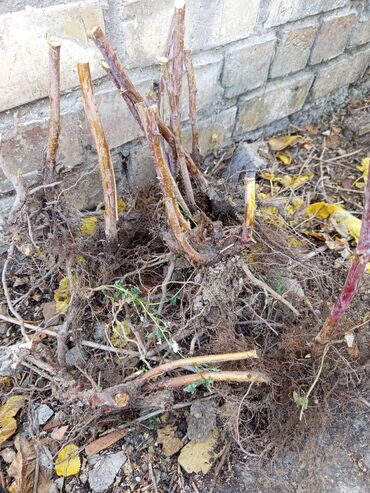 продам ячмень оптом: Саженцы малина полька 
есть и другие сорта