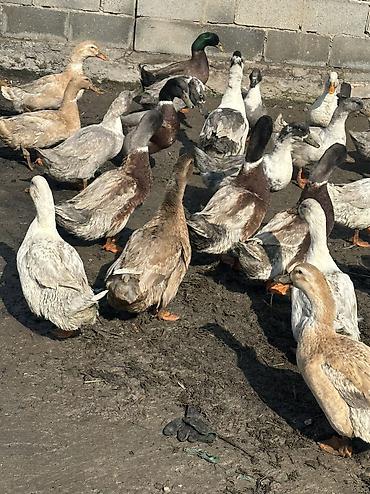 Другие животные: Утки молодые крупные 
Домашние — 5