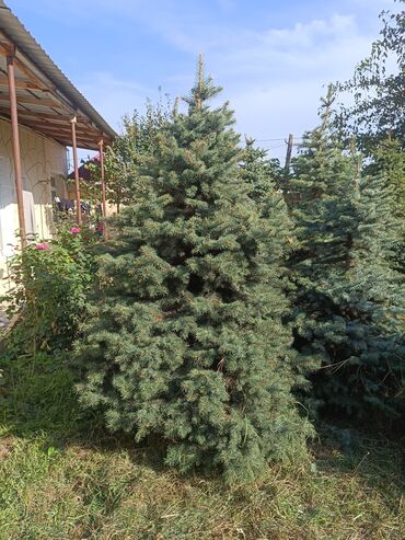 Ağaclar: Qiyməti 1 meteresi 80 AZN çox götüren olsa qiymət dəyişəcək qiyməti 2 — 2