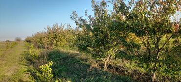 Ağaclar: Goranboy rayonu, Hazırəhmədli kəndində yerləşən 2 hektar meyvə bağı — 9