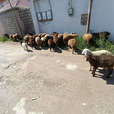 qoyun qiymetleri: Salam aleyküm ünvan binə atclk qiymet 215 manatdan 260 manata kimi — 5