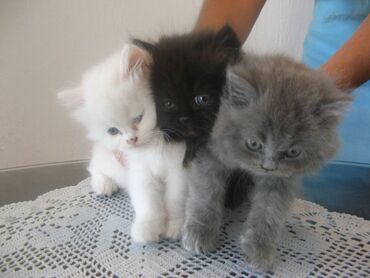 Mačke: Cistokrvni persijski macici spremni za rezervaciju oba roditelja su u