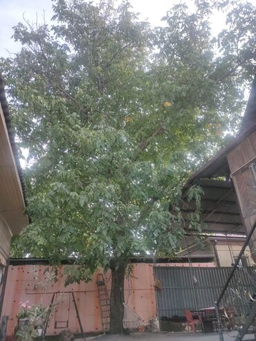 купить тумбу под телевизор: Продаю на спил,большое дерево грецкого ореха