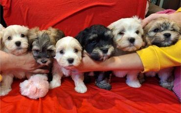 Psi: Na prodaju 5 prelepih dečaka havanskog bišona, stari 3 meseca. Od — 3