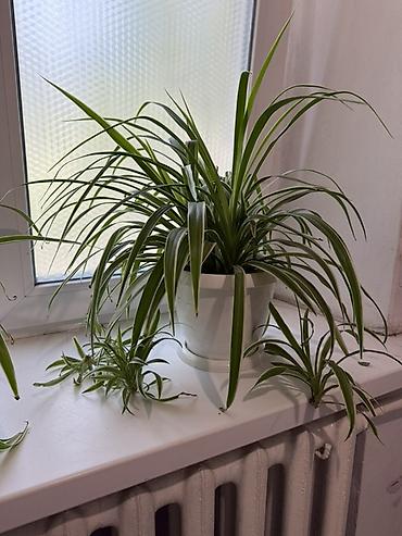 Хлорофитум (Chlorophytum comosum) в горшке. - Сорта с зелёными