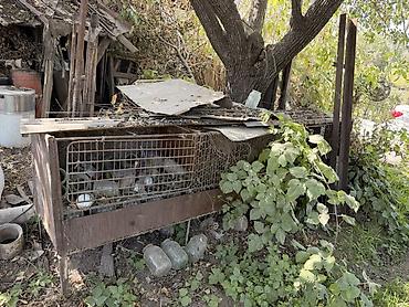 кролик цена: Клетки для кроликов
Большие
Двойная и Тройная на фото, каждая по 2000с — 4