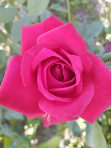 Садовые цветы и кустарники: Садовые розы — срезочные и для посадки Описание: - Разновидности — 13