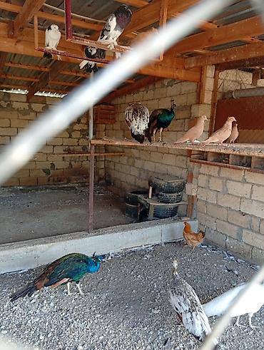 Məhsul: Qızılquş (tovuz quşu) və digər dekorativ quşlar Təsvir: -