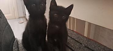 Кошки: Котята в добрые руки к лотку приучены кушают самостоятельно — 3