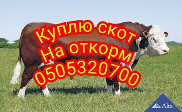 рабочий аттар: Куплю | Лошади, кони, Коровы, быки | На откорм, Откормленные