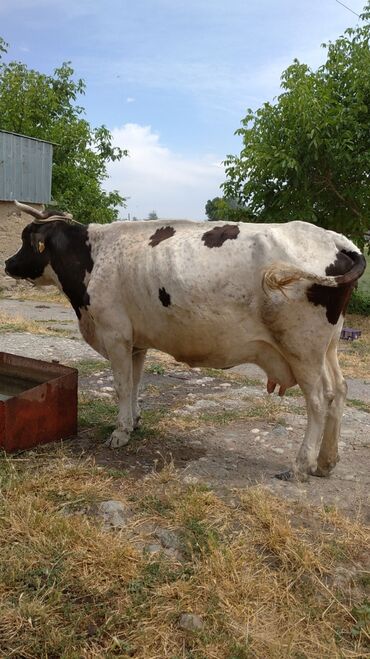 карпова с теленком: Продаю | Корова (самка) | Ангус, Герефорд, Голштин | Для разведения, Для молока | Племенные