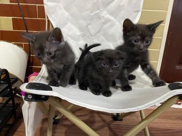 где можно купить собаку мальтипу: Təcili Sahibləndirilir!