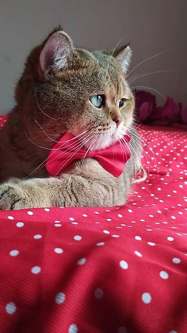 вязку: Вязка кошек ! Не продажа ! Шикарный клубный котик Шотландский — 4