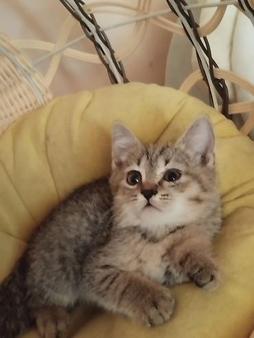 бингальские кошки: Котята тигрового окраса - Пушистые малыши с яркими полосками и — 5