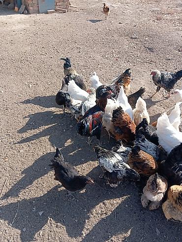 Продам с/х животных: Продаю | Куры | Домашняя | Для разведения — 3
