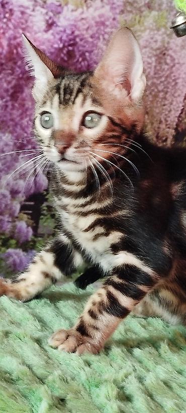 Продажа кошек: Бенгальская, 2 месяца, Мальчик, Черный, Приучена к лотку, Проглистована, С документами — 20