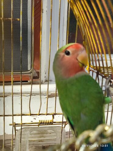 Məhsul: Sevgi tutuquşusu (Agapornis) Təsvir: Erkək 6 aylıqdır sağlam